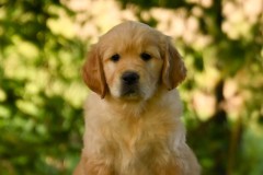 Charlotte-1