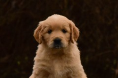 Roxy1