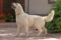 va36