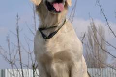 va39